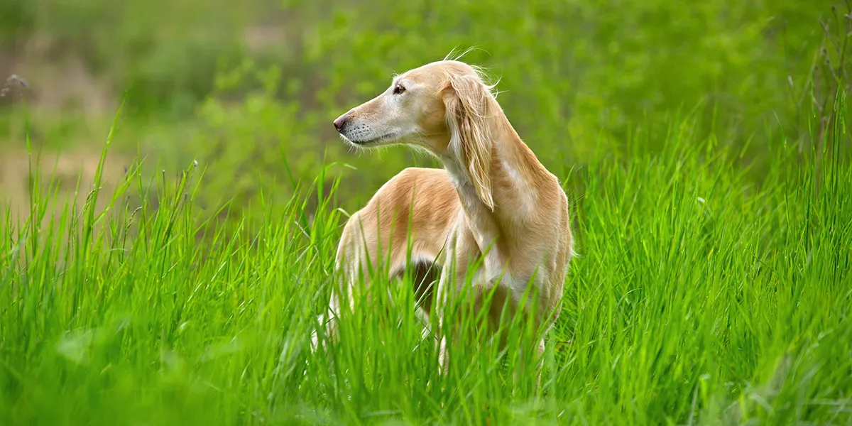 Dog Training 2 Dog Training